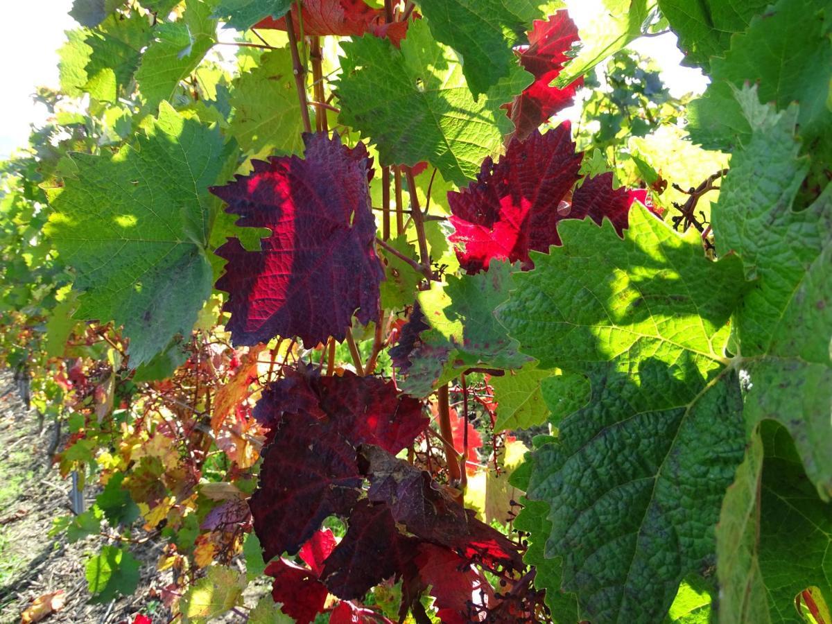 Rheinhessen Nieder-Olm (Rhineland-Palatinate)